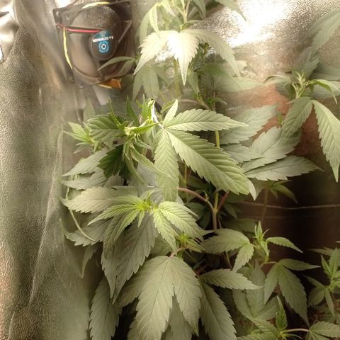 Banana Purple Punch #7 growlog timeline photo