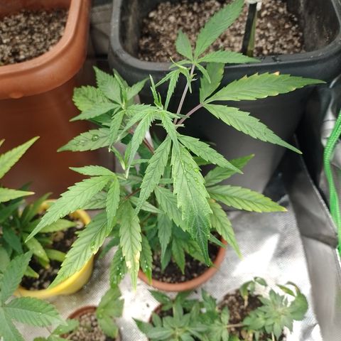 6 growlog timeline photo