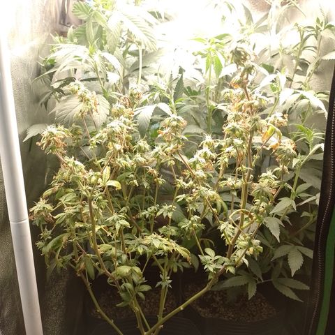 Tangerine Guetto growlog timeline photo