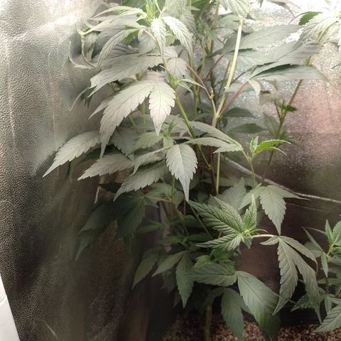 Banana Purple Punch #7 growlog timeline photo