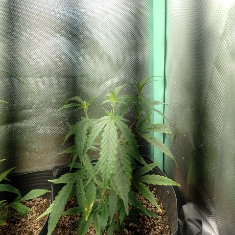6 growlog timeline photo