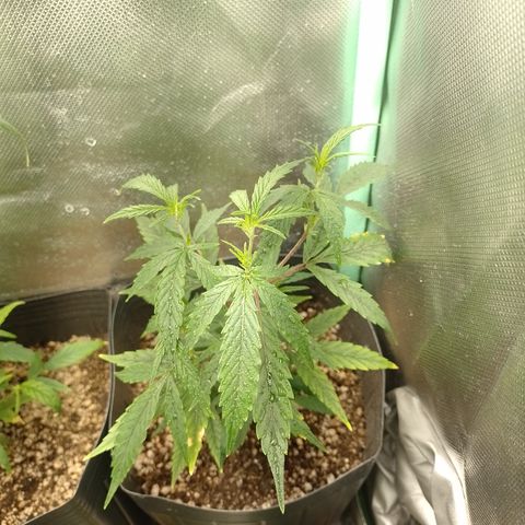 6 growlog timeline photo