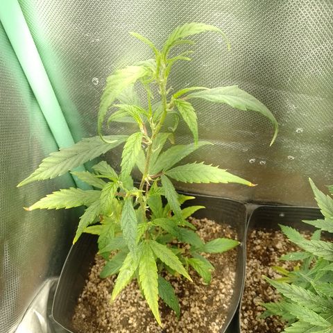 Cidreira  growlog timeline photo