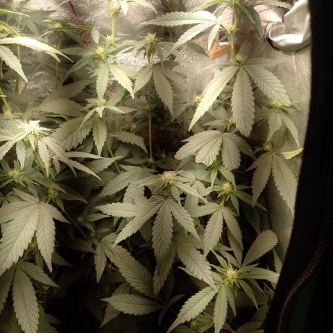 Banana Purple Punch #6 growlog timeline photo