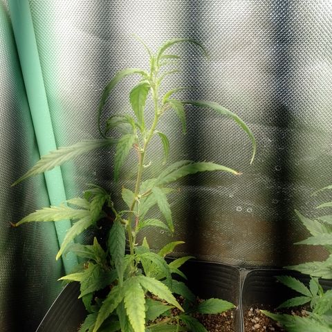 Cidreira  growlog timeline photo