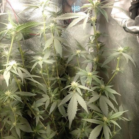 Banana Purple Punch #6 growlog timeline photo