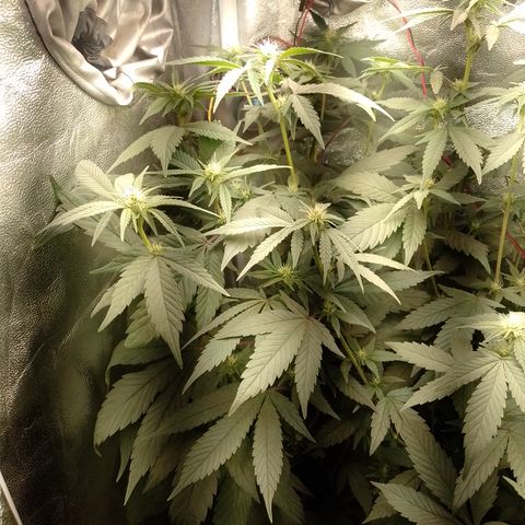 Banana Purple Punch #7 growlog timeline photo