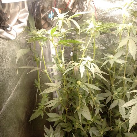 Banana Purple Punch #7 growlog timeline photo