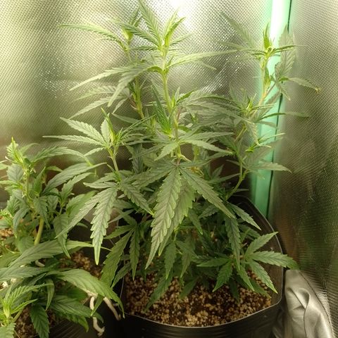 6 growlog timeline photo