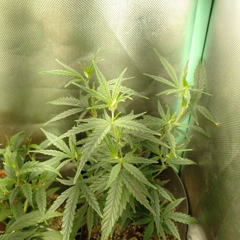 6 growlog timeline photo