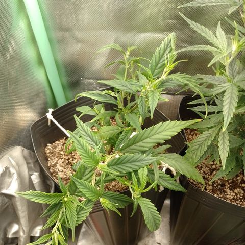 Cidreira  growlog timeline photo