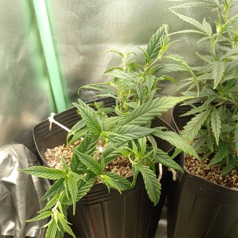 Cidreira  growlog timeline photo