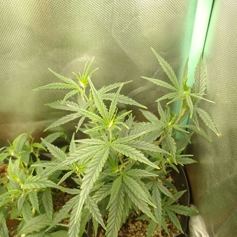 6 growlog timeline photo