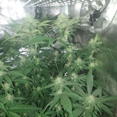 Banana Purple Punch #6 growlog timeline photo