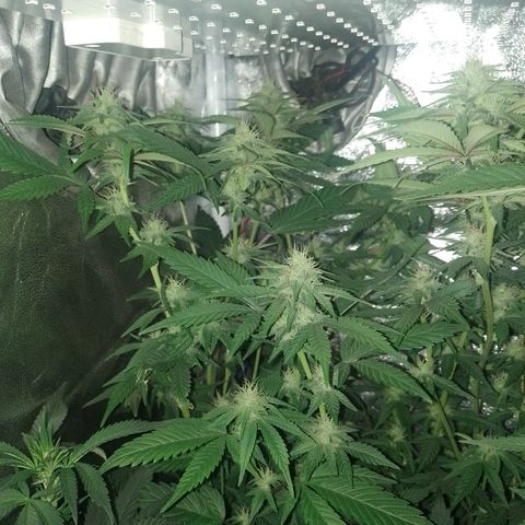 Banana Purple Punch #7 growlog timeline photo