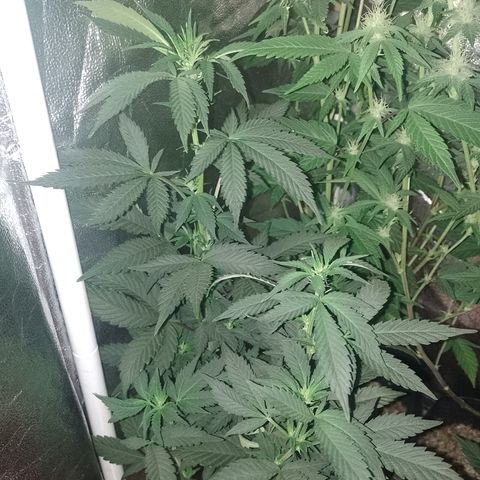 Purple cookies #3 growlog timeline photo