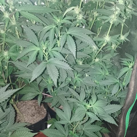 Purple cookies #4 growlog timeline photo