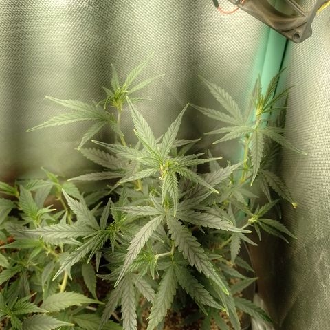 6 growlog timeline photo