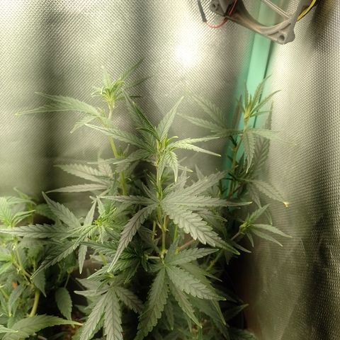 6 growlog timeline photo