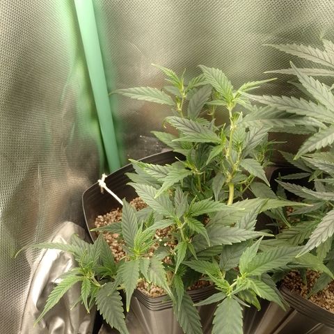 Cidreira  growlog timeline photo