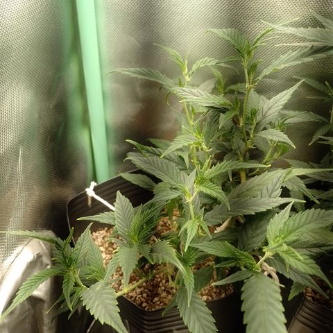 Cidreira  growlog timeline photo