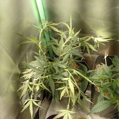 6 growlog timeline photo