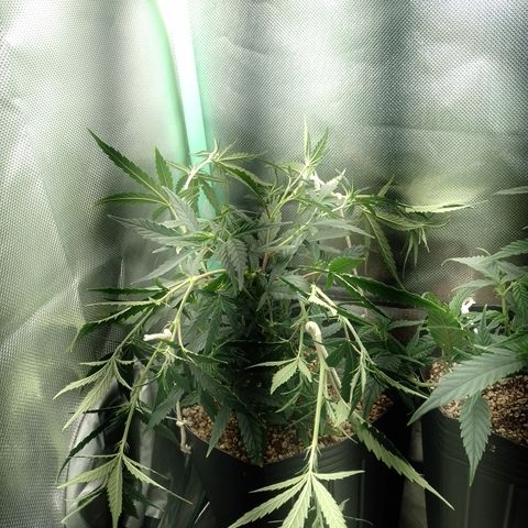 6 growlog timeline photo