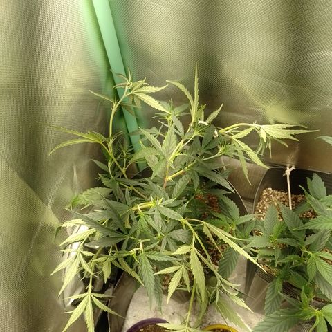 6 growlog timeline photo