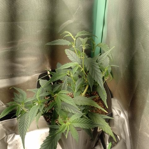 Cidreira  growlog timeline photo