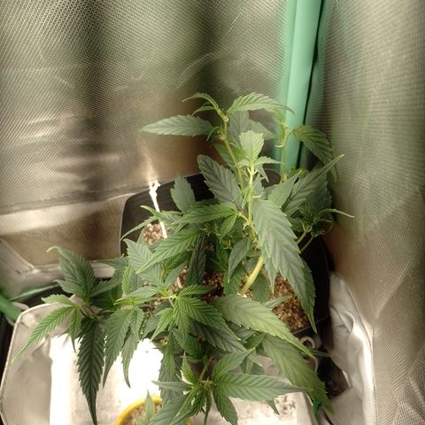 Cidreira  growlog timeline photo
