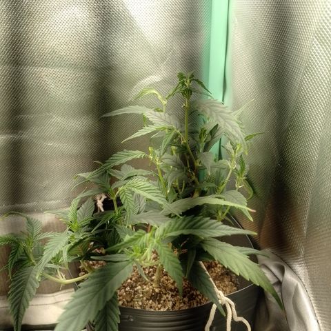 Cidreira  growlog timeline photo
