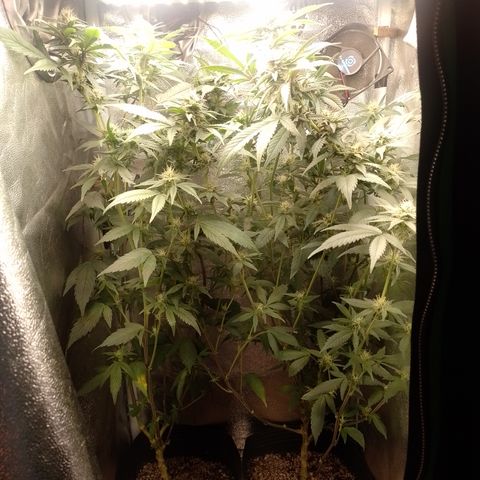 Banana Purple Punch #6 growlog timeline photo
