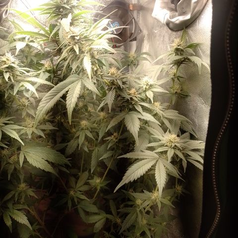 Banana Purple Punch #6 growlog timeline photo