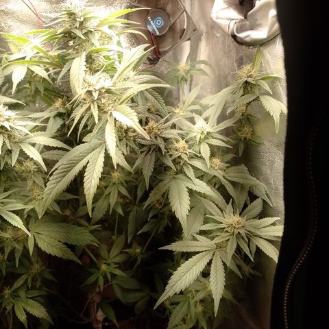 Banana Purple Punch #6 growlog timeline photo