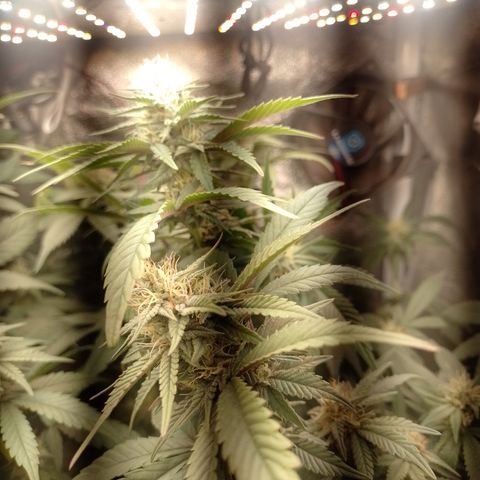 Banana Purple Punch #6 growlog timeline photo