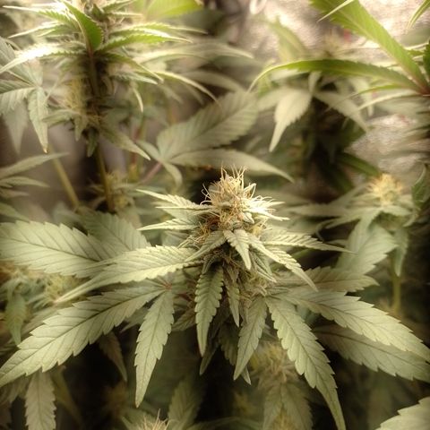 Banana Purple Punch #7 growlog timeline photo