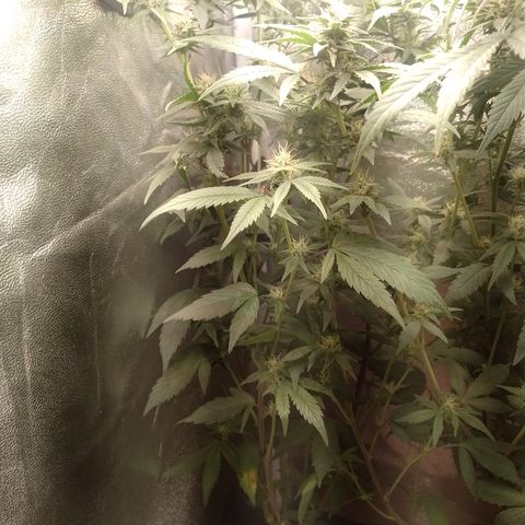 Banana Purple Punch #7 growlog timeline photo