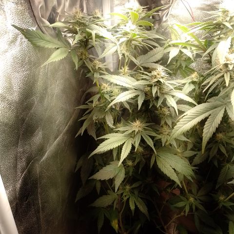 Banana Purple Punch #7 growlog timeline photo