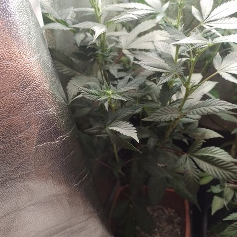 Purple cookies #3 growlog timeline photo