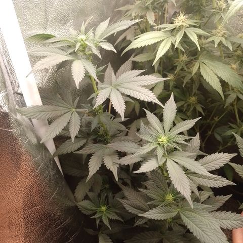 Purple cookies #3 growlog timeline photo