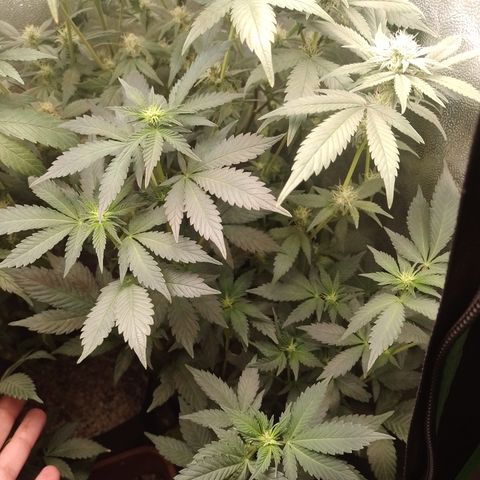 Purple cookies #4 growlog timeline photo
