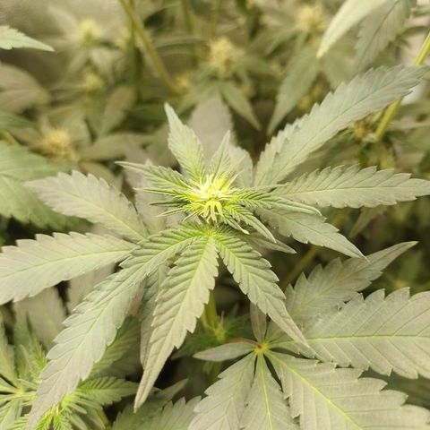 Purple cookies #4 growlog timeline photo
