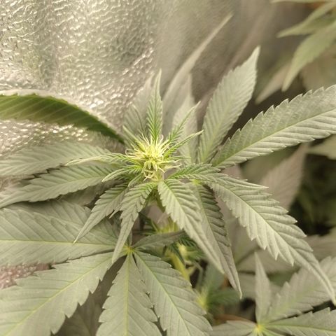 Purple cookies #3 growlog timeline photo