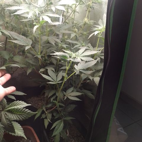 Purple cookies #4 growlog timeline photo
