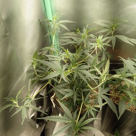 6 growlog timeline photo