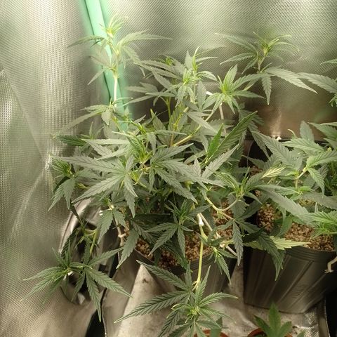 6 growlog timeline photo