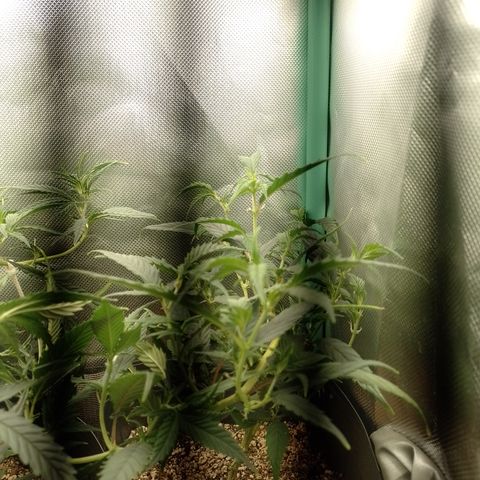 Cidreira  growlog timeline photo