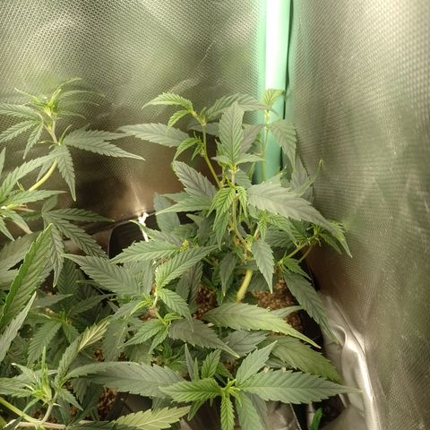 Cidreira  growlog timeline photo