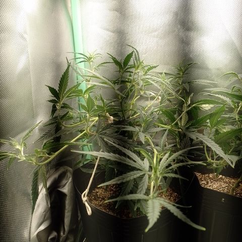 6 growlog timeline photo