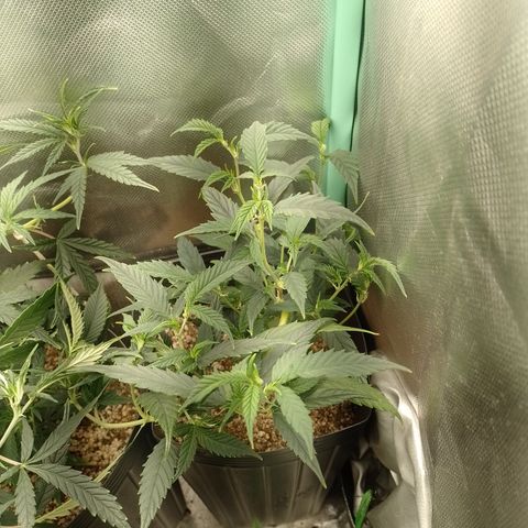 Cidreira  growlog timeline photo
